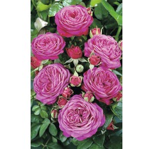 Nahaufnahme von rosa Rosenblüten mit grünen Blättern