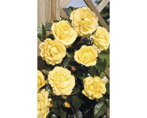 Gelbe Rosenblüten an einem Holzspalier