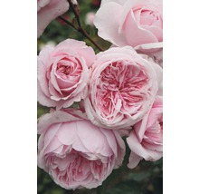 Kletterrose Rosa 'Kiss me Kate' H 60-80 cm Co 5 L