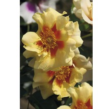 Kleinstrauchrose Rosa 'Eye of the Tiger' H 30-40 cm Co 5 L