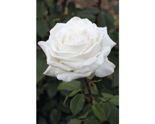 Nahaufnahme einer einzelnen weißen Rose