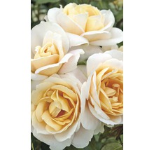Nahaufnahme von cremefarbenen Rosenblüten
