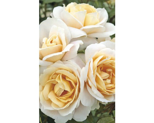 Nahaufnahme von cremefarbenen Rosenblüten
