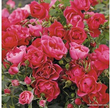 Nahaufnahme einer Gruppe roter Rosenblüten mit grünen Blättern