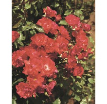 Kletterrose Rosa 'Crimson Siluetta' H 60-80 cm Co 5 L-thumb-1