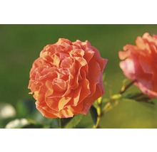 Nahaufnahme einer orangefarbenen Rosenblüte