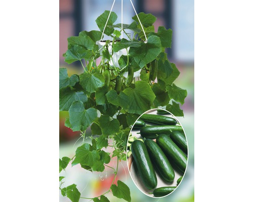Hängegurke in einem Pflanzgefäß mit Gurken