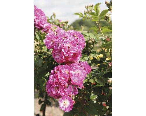 Nahaufnahme von rosa Büschelrosen mit grünen Blättern