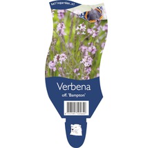 Echtes Eisenkraut FloraSelf Verbena officinalis 'Bampton' H 20-40 cm Co 5 L-thumb-0