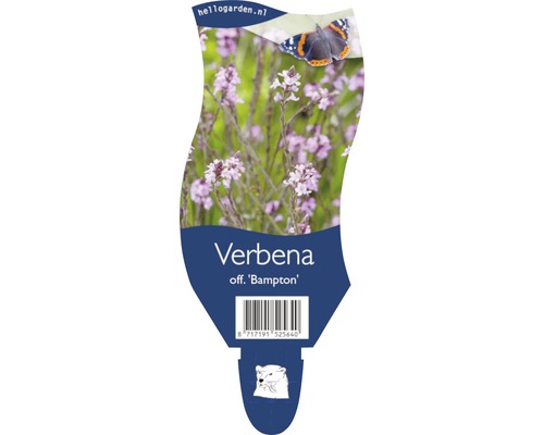 Echtes Eisenkraut FloraSelf Verbena officinalis 'Bampton' H 20-40 cm Co 5 L-0