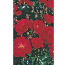 Beetrose Rosa 'Rotilia' H 30-40 cm Co 5 L