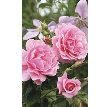 Kletterrose Rosa 'Camelot' H 60-80 cm Co 5 L