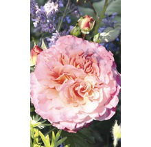 Duftrose Rosa 'Augusta Luise' H 30-40 cm Co 5 L
