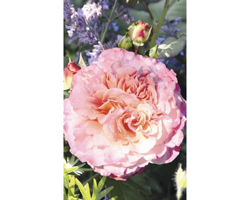 Nahaufnahme einer rosa Rose im Garten