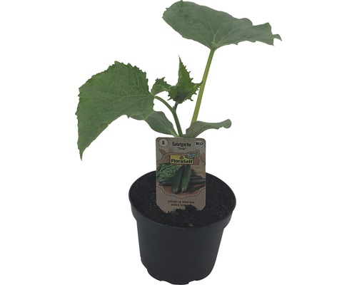 Bio Gurke FloraSelf Bio Ø 9 cm Topf Gemüsepflanze