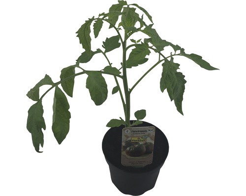 Fleischtomate Jungpflanze im Topf