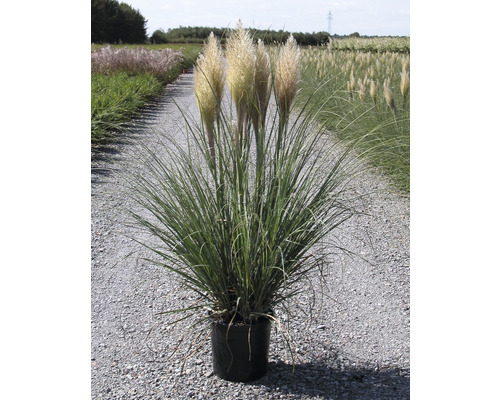 Pampasgras in einem Topf