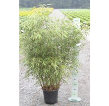 Bambus 'Asian Wonder' FloraSelf Fargesia 'Asian Wonder' H 100-125 cm Co 15 L