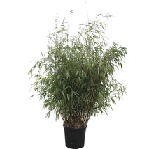 Bambus 'Asian Wonder' FloraSelf Fargesia 'Asian Wonder' H 100-125 cm Co 15 L