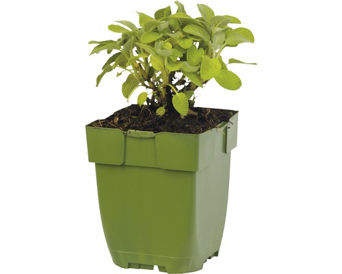 Salbei Pflanze im Topf