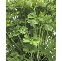 Glatte Petersilie Petroselinum crispum var. Neapolitanum H 5-20 cm Co 0,5 L