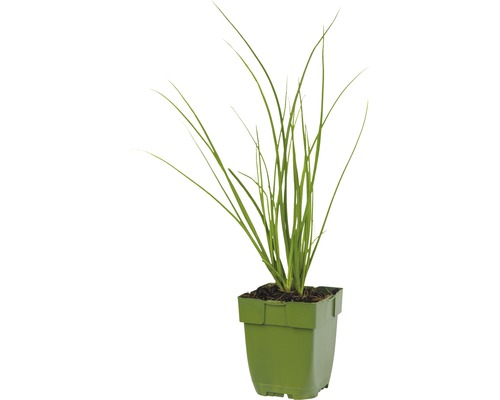 Graspflanze in einem Pflanzgefäß