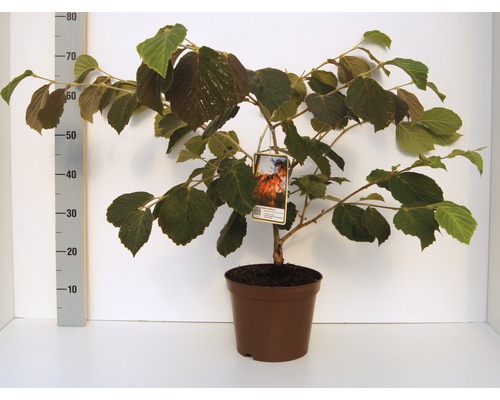 Rote Zaubernuss FloraSelf Hamamelis intermedia 'Diane' H 40-60 cm Co 5 L Winterblüher Katsurabaum im Topf