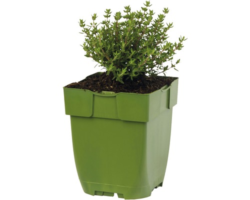 Thymian im Pflanztopf