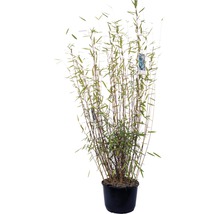 Bambuspflanze im Topf