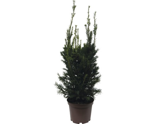 blauer weihnachtsstern pflanze Blaue Weihnachtsstern-Blumensamen – Pure Asia Seeds main image 0