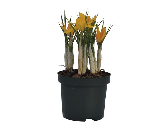 Gelber Krokus im Topf