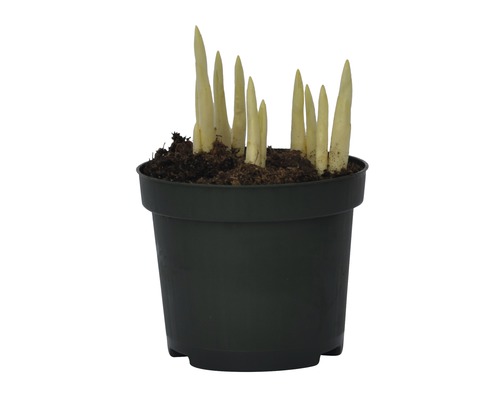 Funkienpflanze in einem Topf