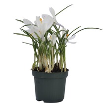 Krokus im Topf mit weißen Blüten