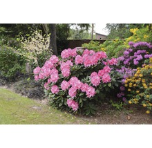 Rhododendronbusch mit pinkfarbenen Blüten im Garten