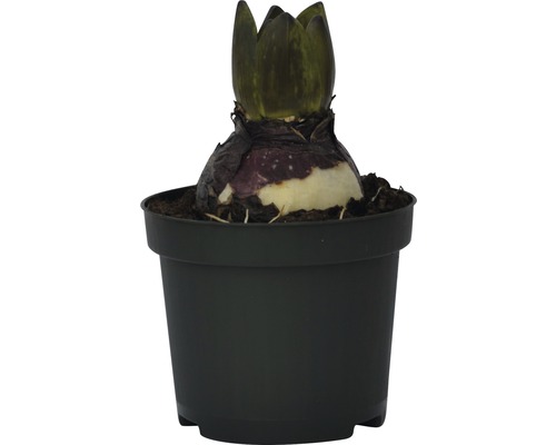 Amaryllis Zwiebel in einem Topf