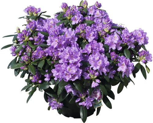 Rhododendron mit lila Blüten im Topf