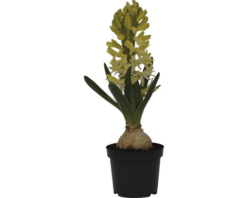 Gelbe Hyazinthe im Topf