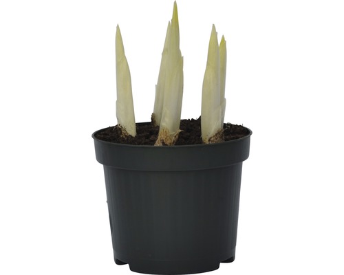 Chicoree Pflanze im Topf