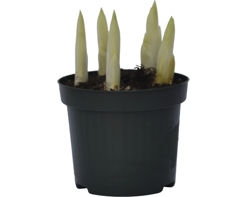 Funkien Pflanze in einem Topf