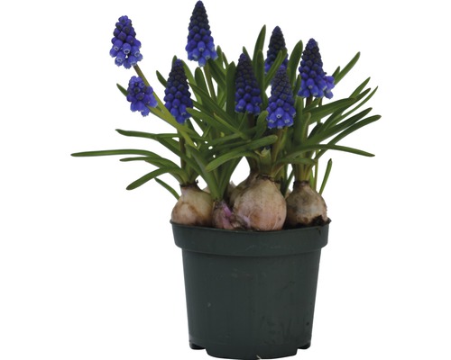 Topf mit blühenden Traubenhyazinthen