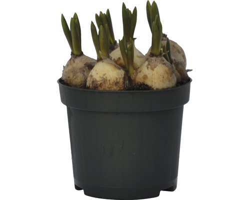 Blumenzwiebeln in einem Topf