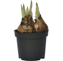 Narzissenzwiebeln in einem Topf