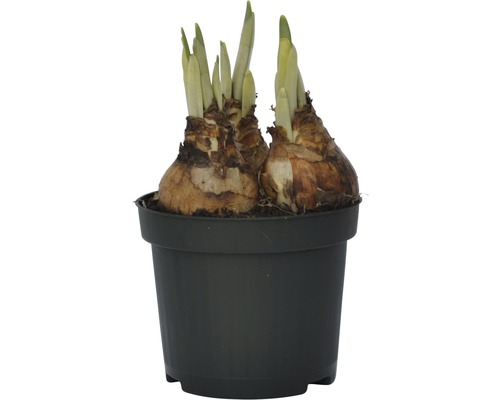 Narzissenzwiebeln in einem Topf