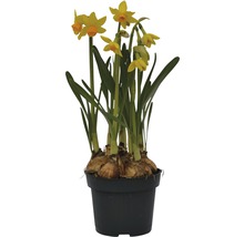 Gelbe Narzissen in einem schwarzen Topf.