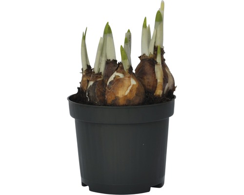 Blumenzwiebeln in einem schwarzen Pflanztopf