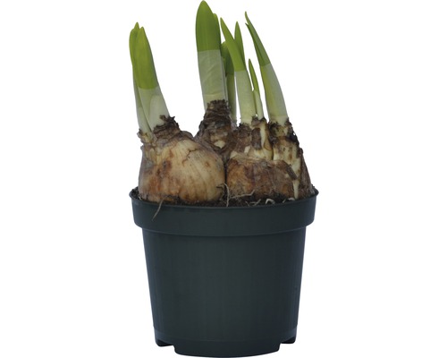 Narzissenzwiebeln in einem Topf