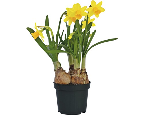 Narzisse, Osterglocke FloraSelf Narcissus pseudonarcissus 'Tete a Tete' Ø 9 cm Topf Narzissen im Topf