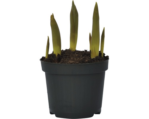 Gladiolen Knolle im Topf