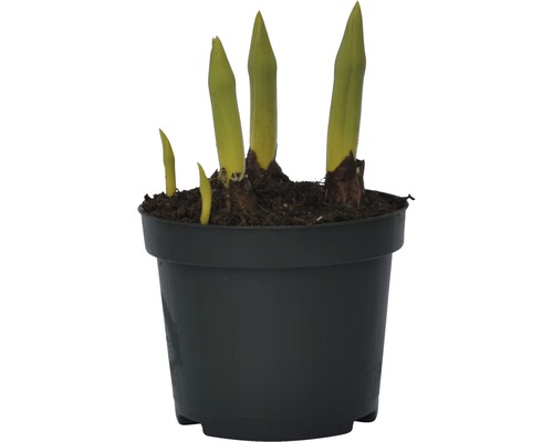 Jungpflanze in einem Topf mit frischen Trieben