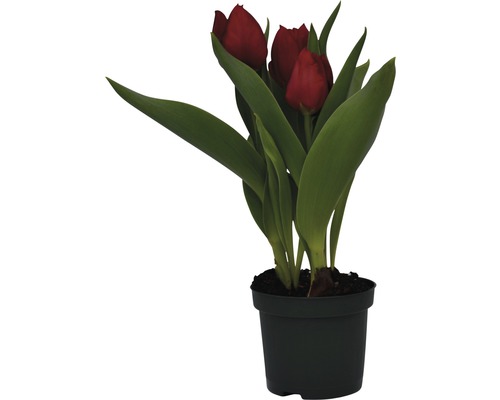 Topf mit roten Tulpen